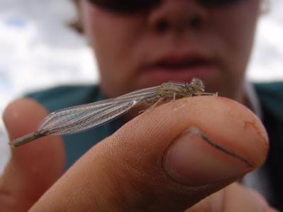 Insect on finger.
