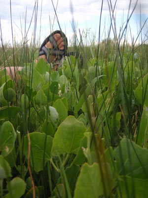 Feet in swamp foliage.