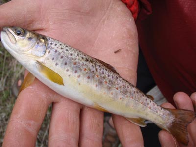 Small trout in hand.