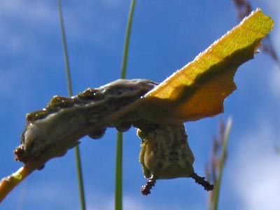 Slug on leaf.