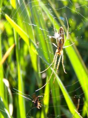 Spider in web.