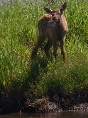 Fawn.
