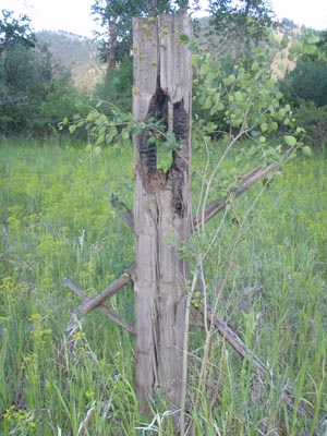 Cedar fence post.