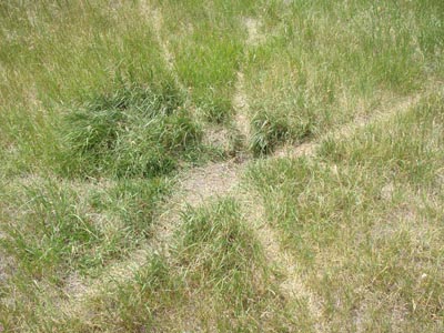 Strange dead grass pattern.