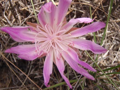 Bitteroot flower.