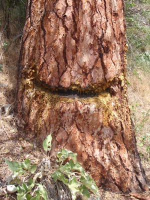 Smiling tree.