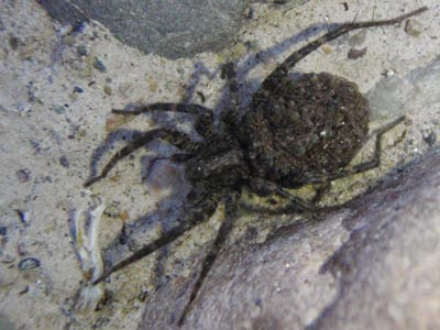 Spider.