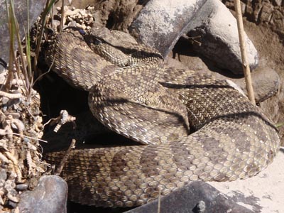 Rattle Snake.