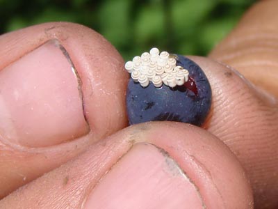 Berry with eggs or growth.