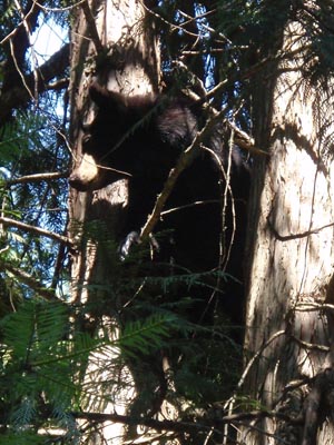 Black Bear in tree.