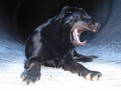 Koby yawning in culvert.