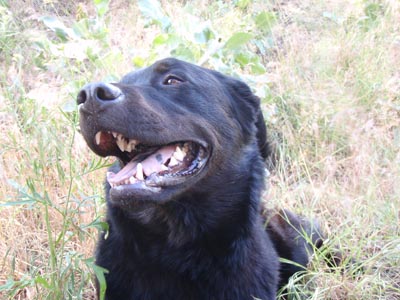 Happy Koby.