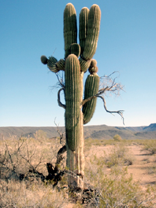 Saguaro Cactus.