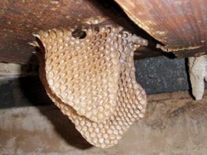 Empty natural honey comb.
