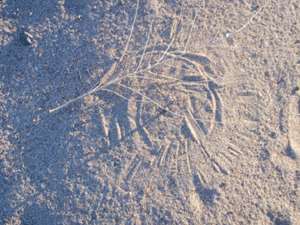 Tracks in the sand.