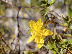 Yellow flower.