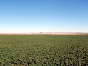 Crop in flat field.