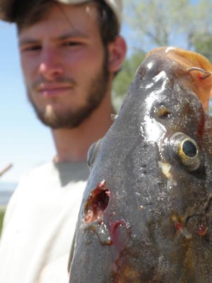 Carp speared in head.