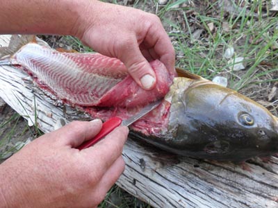 Filleting a carp fish.