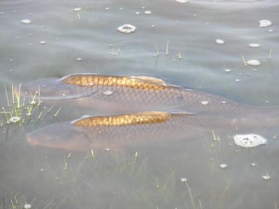 Two carp fish swimming.