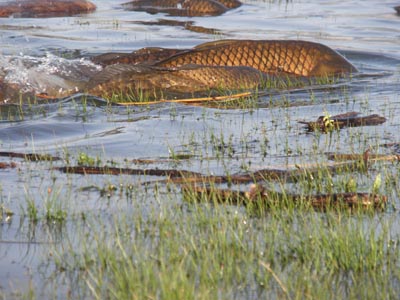 Serveral carp with backs out of shallow water.