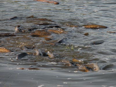 A tangle of swimming carp fish.