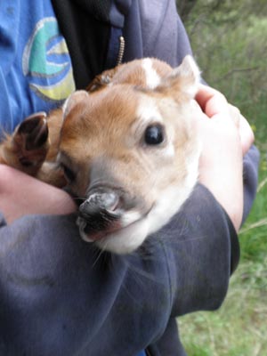 Unfortunately a youth holding a fawn.