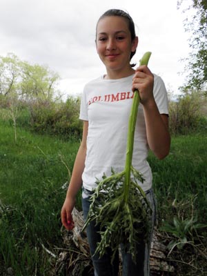 Gathering milk thistle to eat.