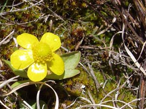 Yellow flower in early spring.