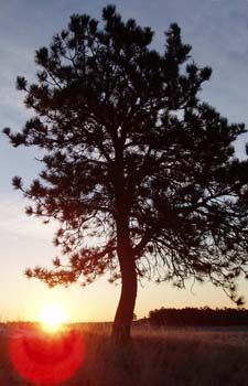 Sunrise beyond long needle pine tree.
