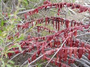 Drying deer jerky over sticks.