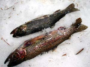 Hand caught trout.