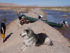 Portaging canoes from slough to Virgin River.