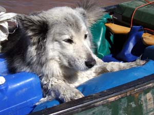 Timber dog content to float in the canoe.