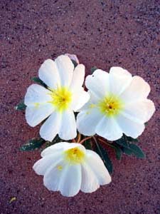 Evening Primrose flower.