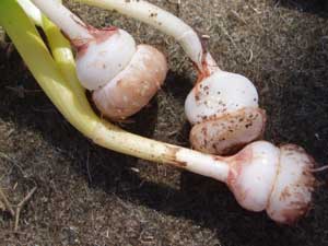 Foraging brodiea bulbs.