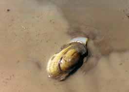 Mussel shell clam in Missouri river, MT.