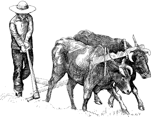 Man with oxen plow.