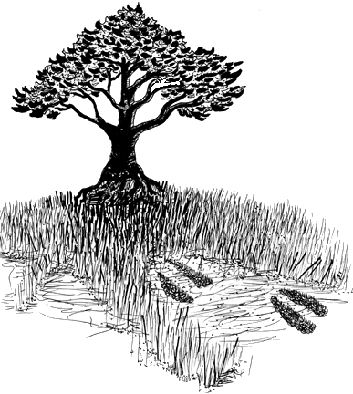 Tracks to tree sketch.