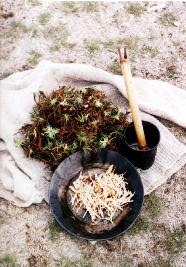 Harvesting bitterroots.