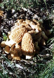 Morel mushrooms.